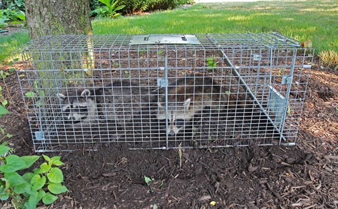 Waschbär im Käfig