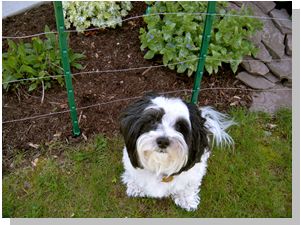 electric fence for small dogs