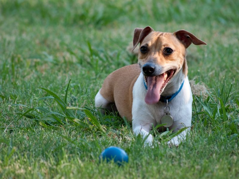 semi permanent dog fence