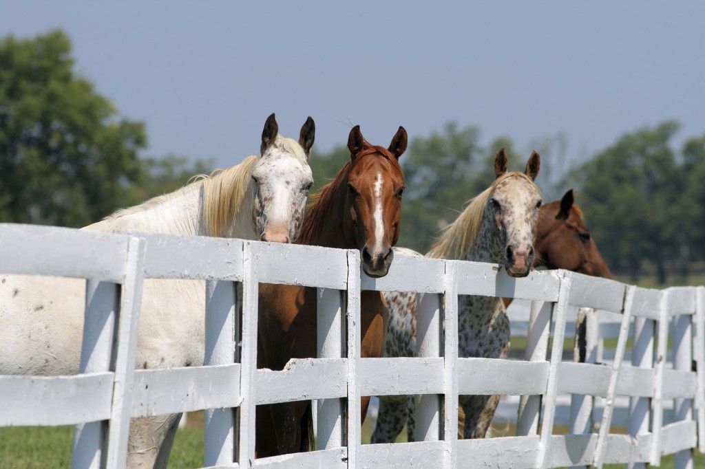 What Are the Best Horse Fencing Options