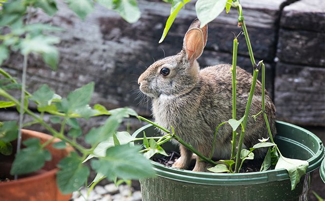 Garden Fencing: Keep Rabbits, Squirrels and Other Animals Away