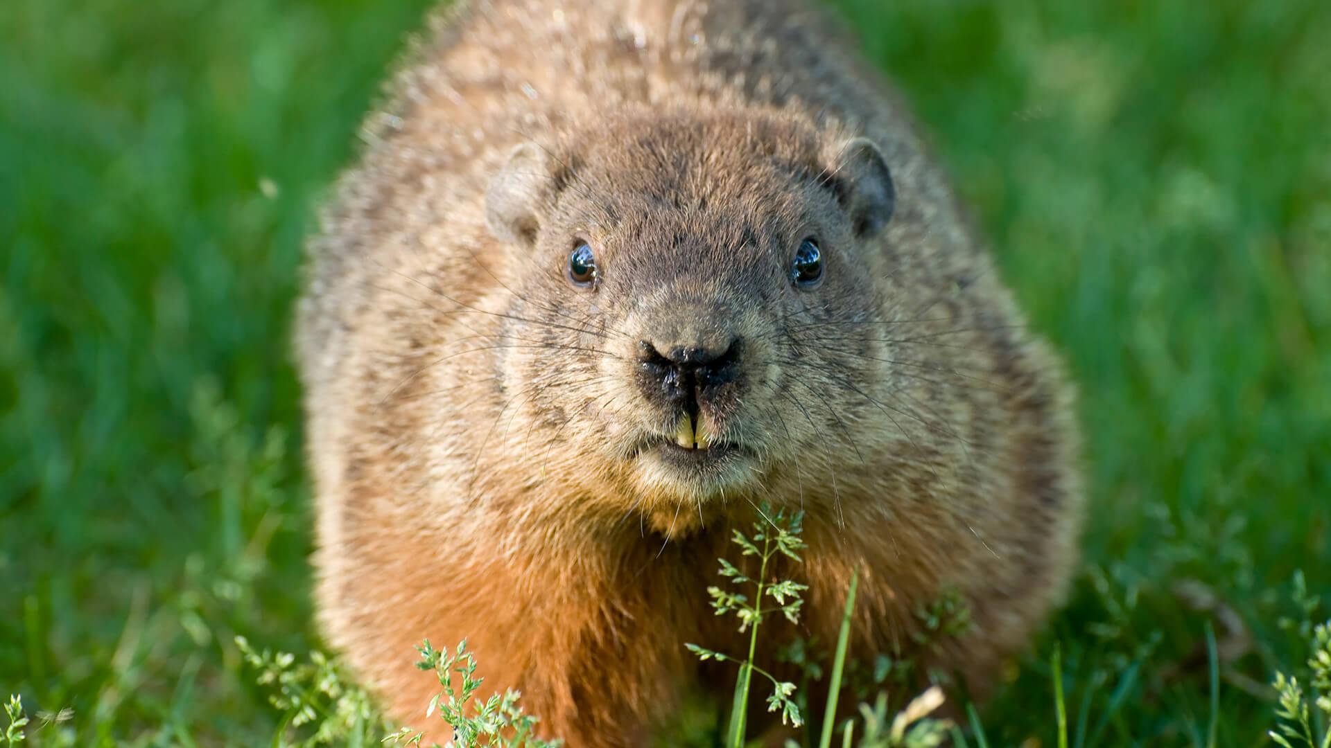 Electric Fence for Groundhogs - Zareba