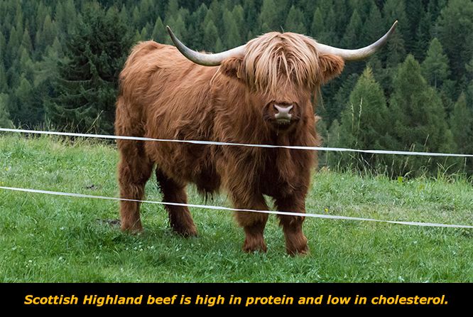 Get To Know The Scottish Highland