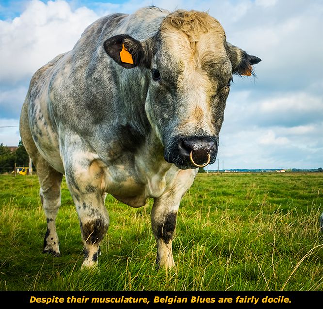 Get to Know: The Belgian Blue